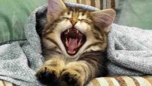 Zrušení alarmů: jak odehrávat kočku vás ráno probudit